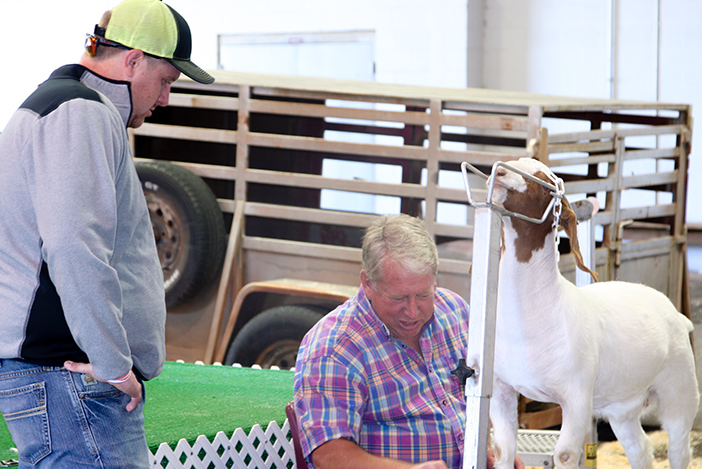 Two men work with a goat